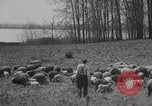 Image of shepherd herding United States USA, 1926, second 38 stock footage video 65675080469