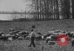 Image of shepherd herding United States USA, 1926, second 39 stock footage video 65675080469