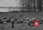 Image of shepherd herding United States USA, 1926, second 40 stock footage video 65675080469
