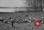 Image of shepherd herding United States USA, 1926, second 41 stock footage video 65675080469