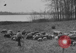 Image of shepherd herding United States USA, 1926, second 42 stock footage video 65675080469