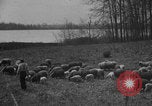Image of shepherd herding United States USA, 1926, second 43 stock footage video 65675080469