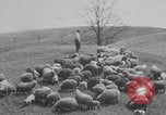 Image of shepherd herding United States USA, 1926, second 45 stock footage video 65675080469