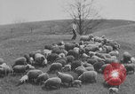 Image of shepherd herding United States USA, 1926, second 46 stock footage video 65675080469