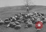 Image of shepherd herding United States USA, 1926, second 47 stock footage video 65675080469