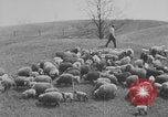 Image of shepherd herding United States USA, 1926, second 49 stock footage video 65675080469