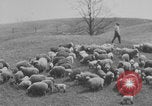 Image of shepherd herding United States USA, 1926, second 50 stock footage video 65675080469