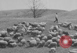 Image of shepherd herding United States USA, 1926, second 51 stock footage video 65675080469