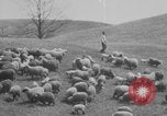 Image of shepherd herding United States USA, 1926, second 52 stock footage video 65675080469