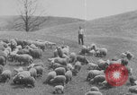 Image of shepherd herding United States USA, 1926, second 53 stock footage video 65675080469