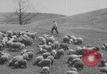 Image of shepherd herding United States USA, 1926, second 54 stock footage video 65675080469