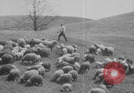 Image of shepherd herding United States USA, 1926, second 55 stock footage video 65675080469