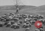 Image of shepherd herding United States USA, 1926, second 57 stock footage video 65675080469