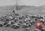 Image of shepherd herding United States USA, 1926, second 58 stock footage video 65675080469