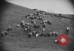 Image of shepherd herding United States USA, 1926, second 59 stock footage video 65675080469
