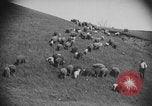 Image of shepherd herding United States USA, 1926, second 60 stock footage video 65675080469