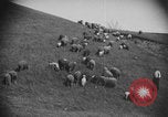 Image of shepherd herding United States USA, 1926, second 61 stock footage video 65675080469