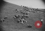Image of shepherd herding United States USA, 1926, second 62 stock footage video 65675080469