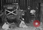 Image of sheep shearing United States USA, 1926, second 1 stock footage video 65675080472