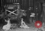 Image of sheep shearing United States USA, 1926, second 3 stock footage video 65675080472