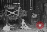Image of sheep shearing United States USA, 1926, second 5 stock footage video 65675080472