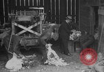 Image of sheep shearing United States USA, 1926, second 6 stock footage video 65675080472