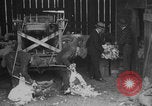 Image of sheep shearing United States USA, 1926, second 7 stock footage video 65675080472