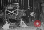 Image of sheep shearing United States USA, 1926, second 9 stock footage video 65675080472