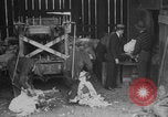 Image of sheep shearing United States USA, 1926, second 10 stock footage video 65675080472