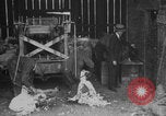 Image of sheep shearing United States USA, 1926, second 11 stock footage video 65675080472