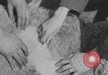Image of sheep shearing United States USA, 1926, second 25 stock footage video 65675080472
