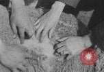 Image of sheep shearing United States USA, 1926, second 27 stock footage video 65675080472