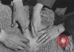 Image of sheep shearing United States USA, 1926, second 29 stock footage video 65675080472