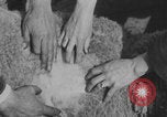 Image of sheep shearing United States USA, 1926, second 30 stock footage video 65675080472