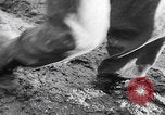 Image of US soldiers marching Merode Germany, 1944, second 38 stock footage video 65675080479