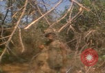 Image of soldiers in jungle Vietnam War Vietnam, 1968, second 15 stock footage video 65675080524