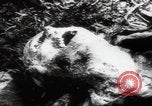 Immagine di Vittime del massacro di Katyn Unione Sovietica, 1943, secondo 15 filmato di repertorio 65675080537