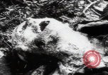 Immagine di Vittime del massacro di Katyn Unione Sovietica, 1943, secondo 16 filmato di repertorio 65675080537