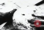 Immagine di Katyn massacro vittime autopsia Unione Sovietica, 1943, secondo 27 filmato di repertorio 65675080538
