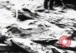 Immagine di Katyn massacro vittime autopsia Unione Sovietica, 1943, secondo 31 filmato di repertorio 65675080538
