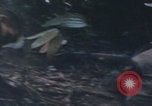 Immagine di USMC operazioni di soccorso Haiti Haiti, 1966, secondo 16 filmato di repertorio 65675080569