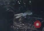 Immagine di USMC operazioni di soccorso Haiti Haiti, 1966, secondo 17 filmato di repertorio 65675080569