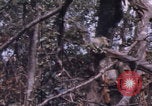 Image of USMC Operation Prairie Vietnam, 1966, second 47 stock footage video 65675080576