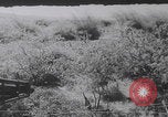 Image of South Vietnamese soldiers training Vietnam, 1960, second 19 stock footage video 65675080607