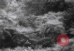 Image of Vietnam War battle Vietnam, 1964, second 61 stock footage video 65675080608