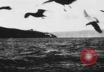 Image of San Francisco Bay San Francisco California USA, 1898, second 32 stock footage video 65675080645