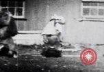 Image of trained bears perform tricks United States USA, 1899, second 15 stock footage video 65675080665