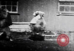 Image of trained bears perform tricks United States USA, 1899, second 19 stock footage video 65675080665