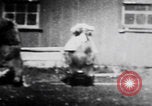 Image of trained bears perform tricks United States USA, 1899, second 21 stock footage video 65675080665