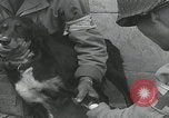 Standbild Verletzte Hundebehandlung Normandie Frankreich, 1944, aus Sekunde 27 historischem Filmmaterial Videoclip 65675080701